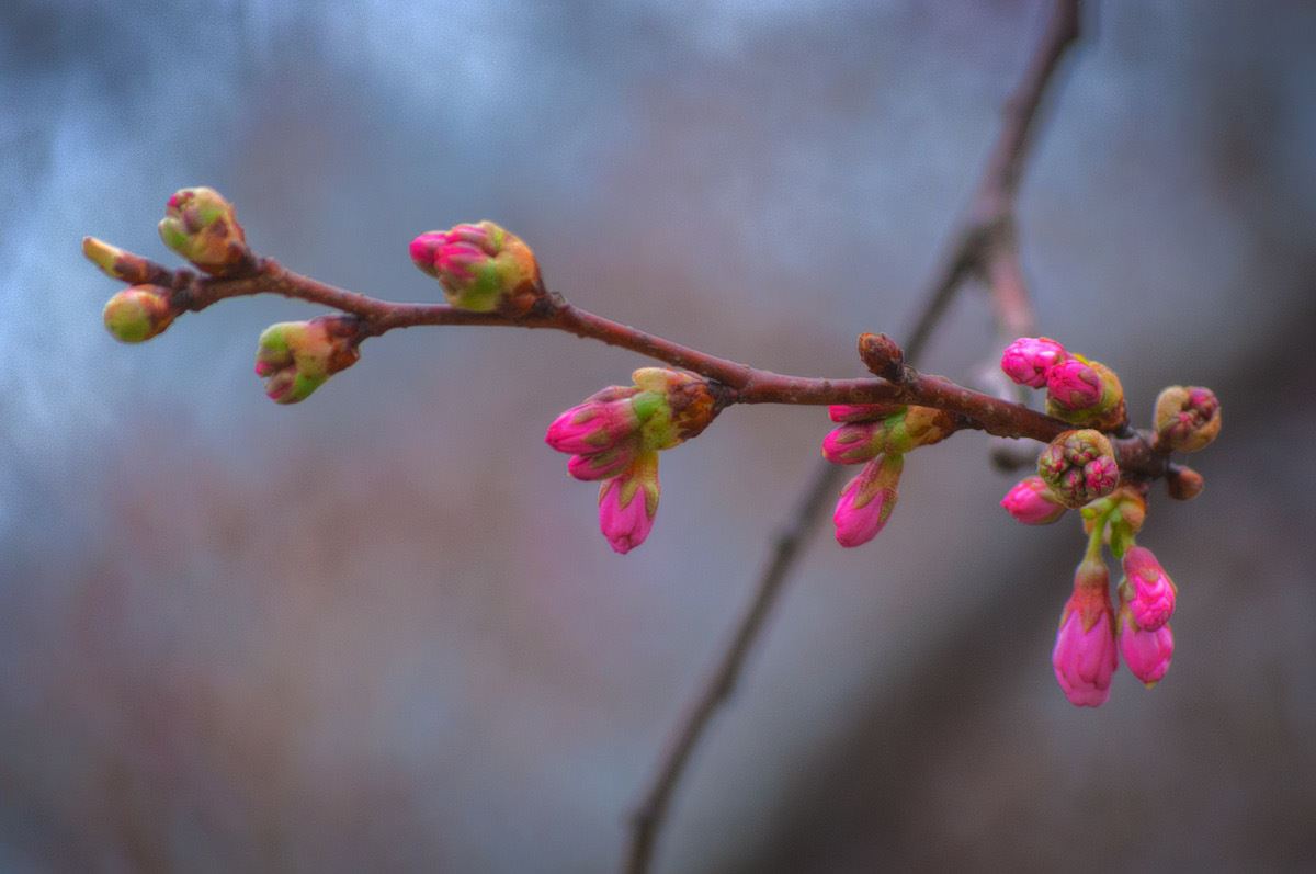 the_first_signs_of_spring