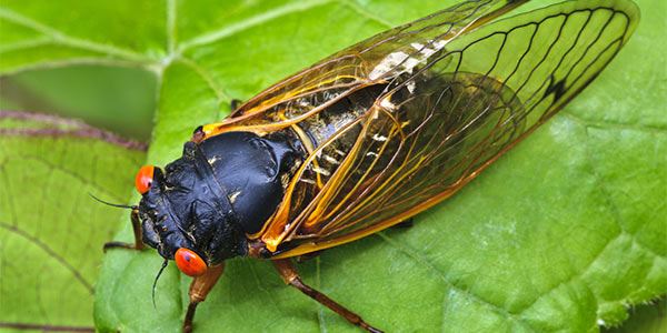 invertebrate_periodical-cicadas_600x300